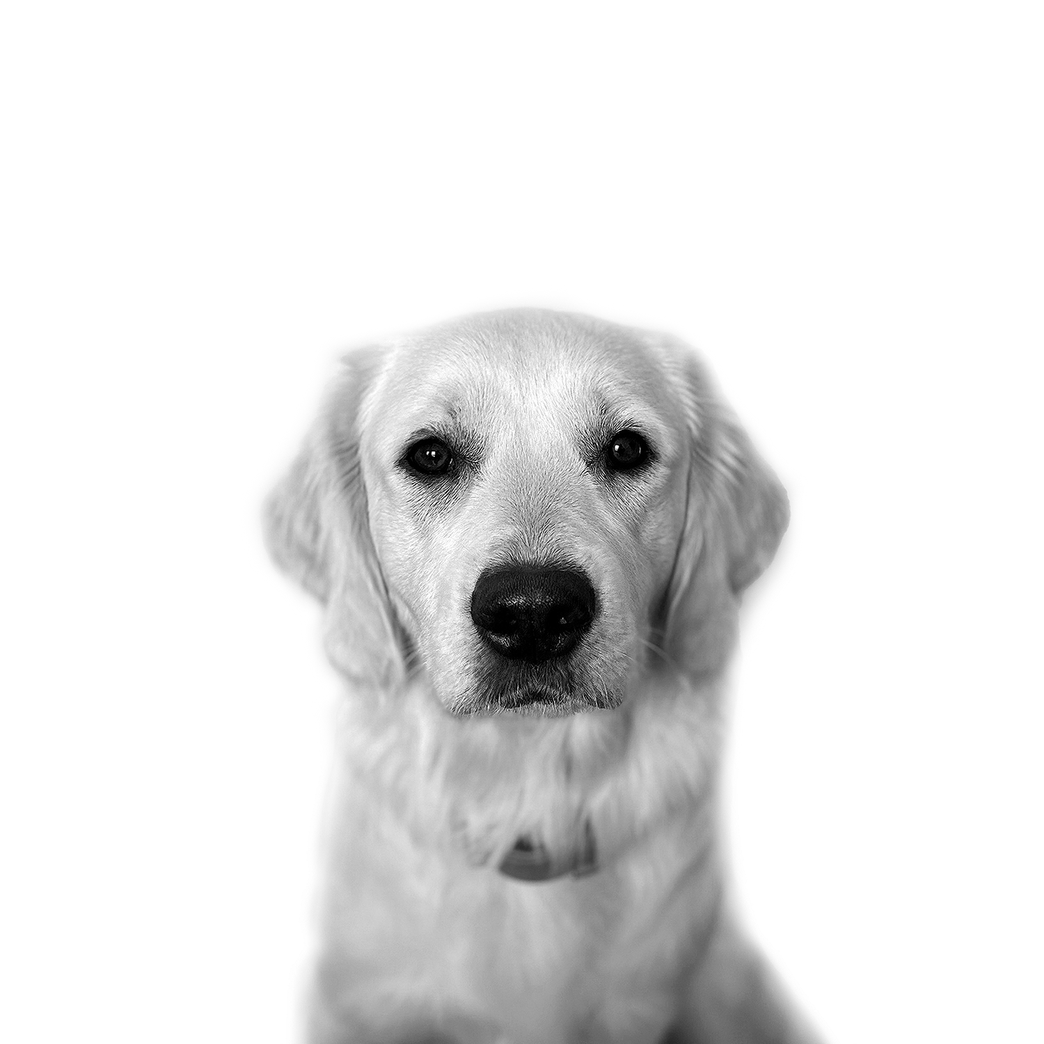 Mitarbeitervorstellung Caya, Golden Retriever, Feelgood-Managerin im Team von BLA – zuverlässig, verspielt und immer auf der Suche nach einem Leckerli.